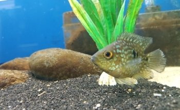 Oceanic Acuario La Trinitaria