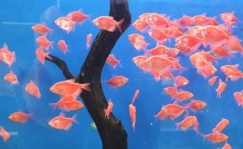 Oceanic Acuario La Trinitaria