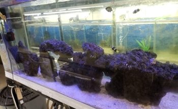 Oceanic Acuario La Trinitaria