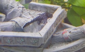 Fish Hut Aqua & Pet Supplies
