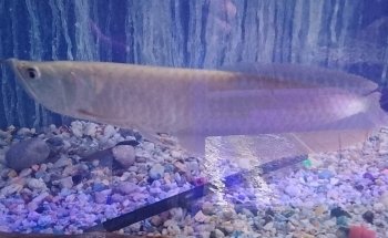 Acuario Bruce