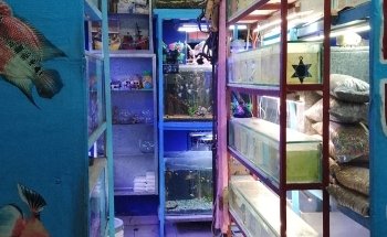 Acuario Bruce