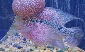 Acuario Bruce