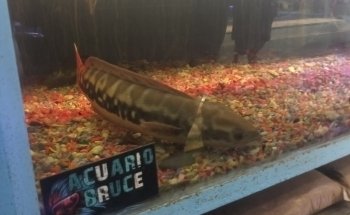 Acuario Bruce