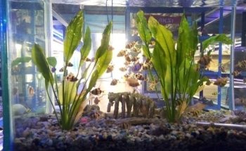 Acuario Bruce