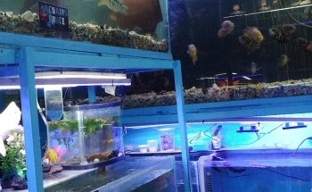 Acuario Bruce