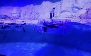 ACUARIO T-Amaya
