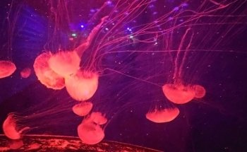 ACUARIO T-Amaya