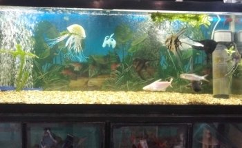 Acuario Coral Fish