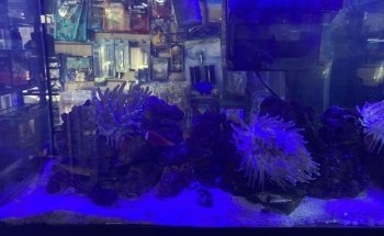 Coral Fish Aquarium