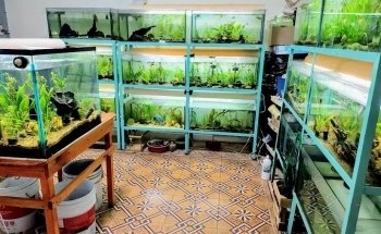 Aquarius. Peces y Mascotas