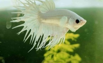 Aquarius. Peces y Mascotas