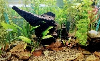 Aquarius. Peces y Mascotas