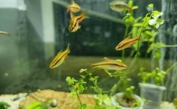 Aquarius. Peces y Mascotas