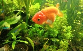 Aquarius. Peces y Mascotas