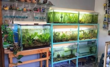Aquarius. Peces y Mascotas