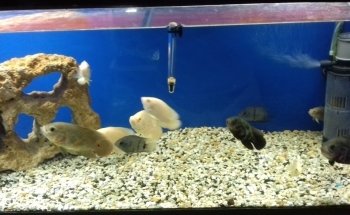 Acuario vida marina