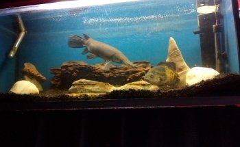 Acuario vida marina