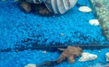 Acuario vida marina