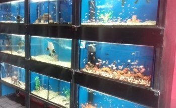 Acuario vida marina