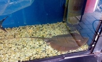Acuario vida marina