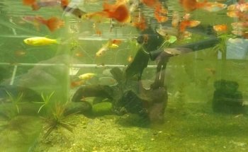 ACUARIO ARRECIFE