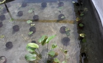 ACUARIO ARRECIFE