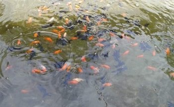 ACUARIO ARRECIFE