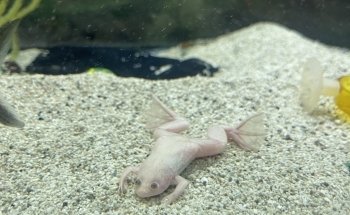 Acuario Internacional Loma Bonita