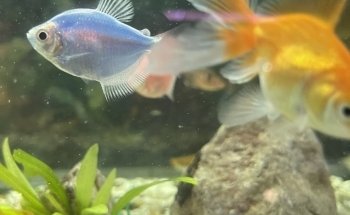 Acuario Internacional Loma Bonita