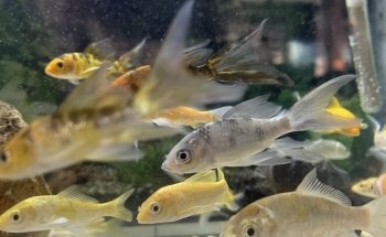 Acuario Internacional Loma Bonita