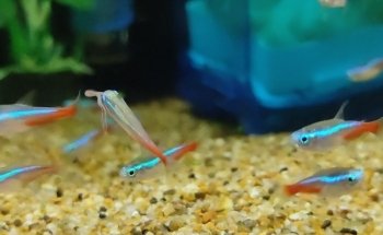 Acuario 