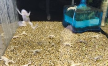 Acuario 