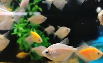Acuario 