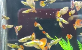 Acuario 
