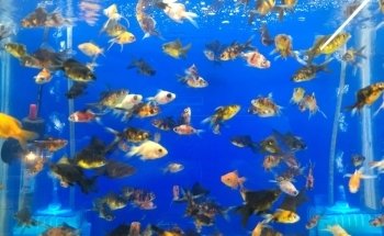 Acuario 