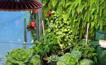 South Pacific Hydroponics