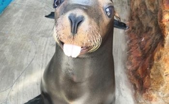 Sea Lions Show