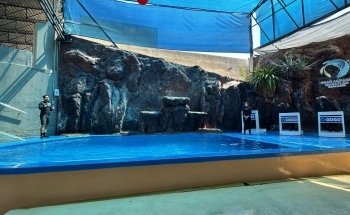 Sea Lions Show