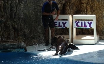 Sea Lions Show