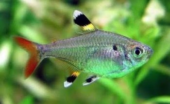 ACUARIO ARCÉN TEPEJI