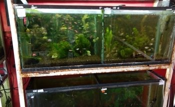 Acuario 