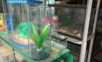 Acuario 