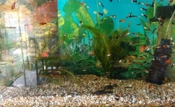 Acuario 