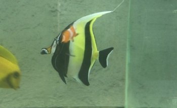 Acuario Plankton