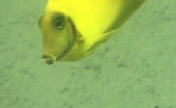 Acuario Plankton
