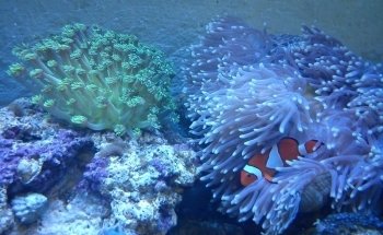 Acuario Plankton