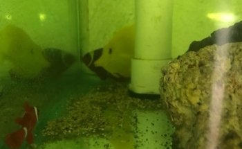 Acuario Plankton