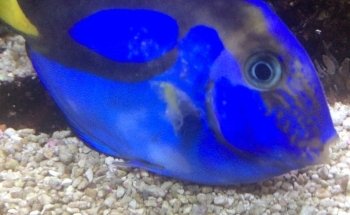 Acuario Plankton