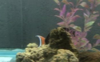 Acuario Plankton
